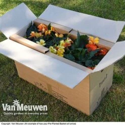 Geranium 'Balcon Mix' Pre-Planted Basket -Garden Whisper Shop VM20PrePlantedBasketArrive6