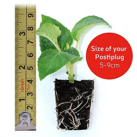 White Basket Duo Collection 6 White Basket Duo Collection - Image 4