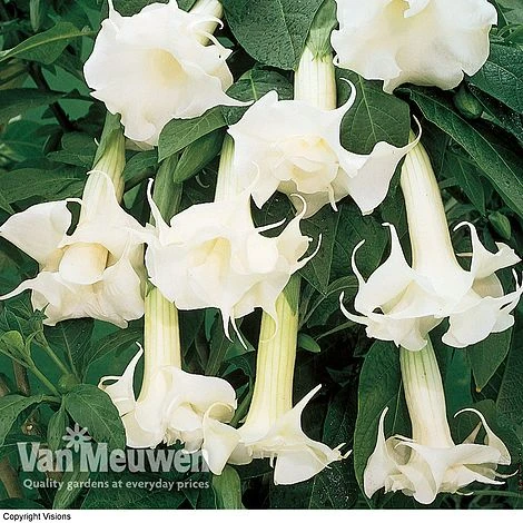 Angels Trumpets 'Double Fragrant White' 3 Angels Trumpets 'Double Fragrant White'