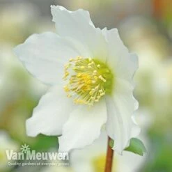 Hellebore 'Christmas Rose' -Garden Whisper Shop VM Copyright Image Example21
