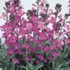Wallflower 'Bowles's Mauve' -Garden Whisper Shop WALL V58943 A h
