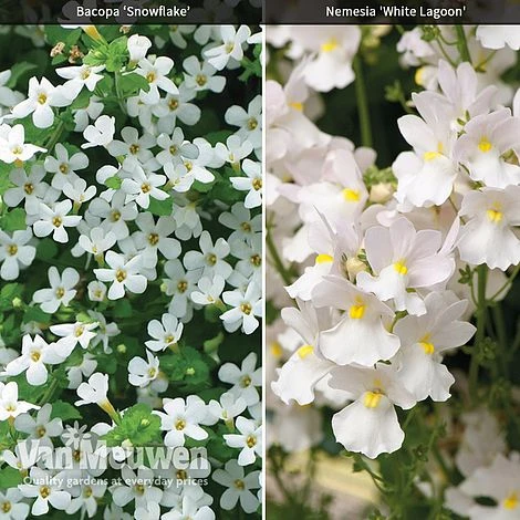 White Basket Duo Collection 3 White Basket Duo Collection