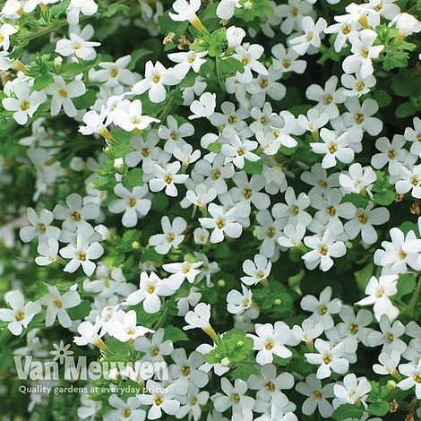 White Basket Duo Collection 4 White Basket Duo Collection - Image 2