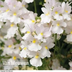 White Basket Duo Collection 8 White Basket Duo Collection -Garden Whisper Shop WHIT V17021 C