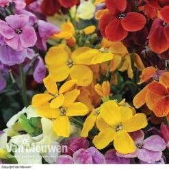Wallflower 'Sugar Rush' Mix -Garden Whisper Shop Wallflower Sugar Rush