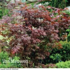 Acer Palmatum 'Atropurpureum' -Garden Whisper Shop acer atrop22