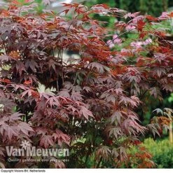 Acer Palmatum 'Atropurpureum' -Garden Whisper Shop acer atrop32