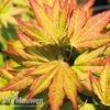 Acer Palmatum 'Orange Dream'