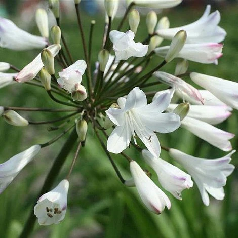 Agapanthus Africanus 'Albus' 4 Agapanthus Africanus 'Albus' - Image 2