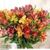 Alstroemeria 'Garden Hybrids' -Garden Whisper Shop alst gard hyb2