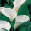 Arum Lily 2 Arum Lily -Garden Whisper Shop arum lily