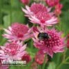 Astrantia Major 'Venice' 1 Astrantia Major 'Venice' -Garden Whisper Shop astr 70499v b