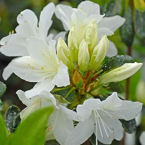 Azalea Japonica 'Snow White' (Patio Standard) 3 Azalea Japonica 'Snow White' (Patio Standard)