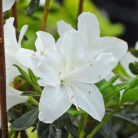 Azalea Japonica 'Snow White' (Patio Standard) 4 Azalea Japonica 'Snow White' (Patio Standard) - Image 2