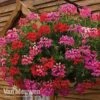Geranium 'Balcon Mix' Pre-Planted Basket -Garden Whisper Shop balcon1