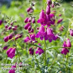Penstemon 'Ice Cream Collection' 15 Penstemon 'Ice Cream Collection' -Garden Whisper Shop blckberries