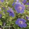Geranium 'Brookside' -Garden Whisper Shop brooks3