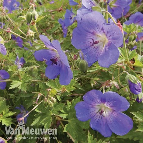 Geranium 'Brookside' 3 Geranium 'Brookside'