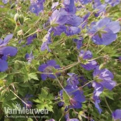 Geranium 'Brookside' 14 Geranium 'Brookside' -Garden Whisper Shop brooks4