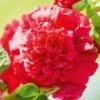 Hollyhock 'Chater's Scarlet' -Garden Whisper Shop chater20red1