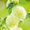 Hollyhock 'Chater's Yellow' 1 Hollyhock 'Chater's Yellow' -Garden Whisper Shop chater20yellow1