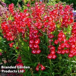 Penstemon 'Ice Cream Collection' 14 Penstemon 'Ice Cream Collection' -Garden Whisper Shop cherry1