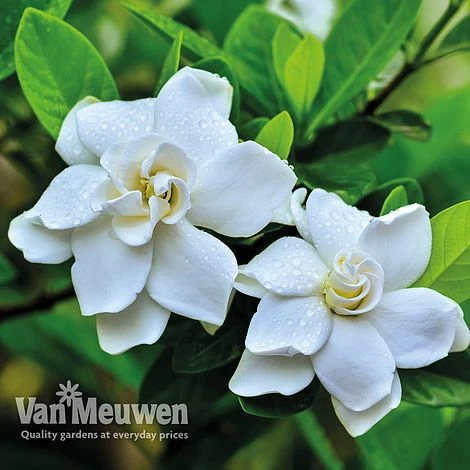 Gardenia 'Crown Jewels' 3 Gardenia 'Crown Jewels'