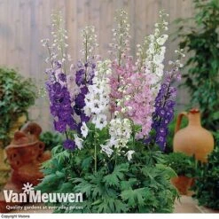 Delphinium Hybridum 'Magic Fountains Mixed' -Garden Whisper Shop delp v46937 c