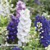 Delphinium Hybridum 'Magic Fountains Mixed' 1 Delphinium Hybridum 'Magic Fountains Mixed' -Garden Whisper Shop delp v46937 d