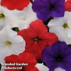 Petunia 'Easy Wave Union Jack Mix' 10 Petunia 'Easy Wave Union Jack Mix' -Garden Whisper Shop flag2