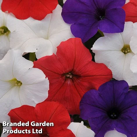 Petunia 'Easy Wave Union Jack Mix' 5 Petunia 'Easy Wave Union Jack Mix' - Image 3