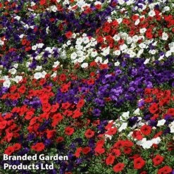 Petunia 'Easy Wave Union Jack Mix' 12 Petunia 'Easy Wave Union Jack Mix' -Garden Whisper Shop flag4