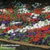 Petunia 'Easy Wave Union Jack Mix' 2 Petunia 'Easy Wave Union Jack Mix' -Garden Whisper Shop flag6