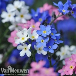 Forget-Me-Not 'Sylva Mixed' (Garden Ready) -Garden Whisper Shop forget 2