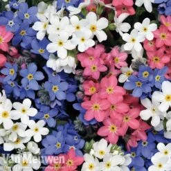 Forget-Me-Not 'Sylva Mixed' (Garden Ready) -Garden Whisper Shop forget