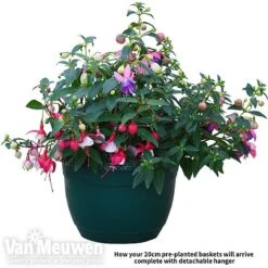 Fuchsia Trailing Pre-Planted Basket -Garden Whisper Shop fuch vm