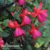 Fuchsia 'Fusion' 2 Fuchsia 'Fusion' -Garden Whisper Shop fuch1