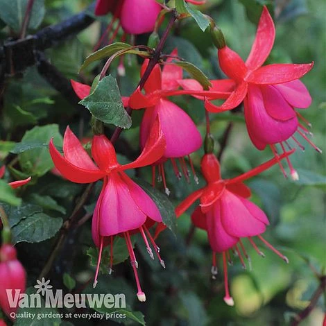 Fuchsia 'Fusion' 3 Fuchsia 'Fusion'