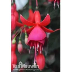 Fuchsia 'Fusion' 8 Fuchsia 'Fusion' -Garden Whisper Shop fuch2