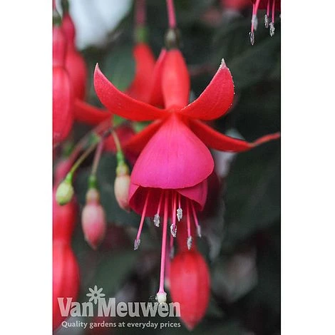 Fuchsia 'Fusion' 5 Fuchsia 'Fusion' - Image 3