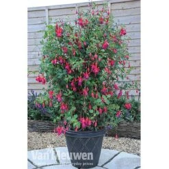 Fuchsia 'Fusion' 9 Fuchsia 'Fusion' -Garden Whisper Shop fuch3