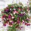 Fuchsia Trailing Pre-Planted Basket 2 Fuchsia Trailing Pre-Planted Basket -Garden Whisper Shop fuchsia trailing mix