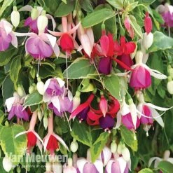 Fuchsia Trailing Pre-Planted Basket -Garden Whisper Shop fuchtrail