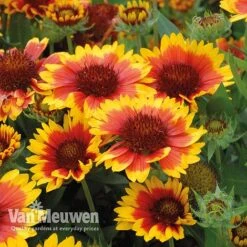 Gaillardia 'Arizona Sun' -Garden Whisper Shop gail v17402 C
