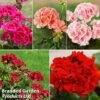 Giant Geranium Bumper Collection -Garden Whisper Shop gera giant