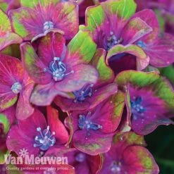 Hydrangea Macrophylla GLAM ROCK 'Horwack' 10 Hydrangea Macrophylla GLAM ROCK 'Horwack' -Garden Whisper Shop glam2