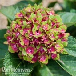 Hydrangea Macrophylla GLAM ROCK 'Horwack' 12 Hydrangea Macrophylla GLAM ROCK 'Horwack' -Garden Whisper Shop glam3