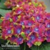 Hydrangea Macrophylla GLAM ROCK 'Horwack' -Garden Whisper Shop glam5