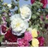 Hollyhock 'Chater's Double Mixed' -Garden Whisper Shop holl v65460 b