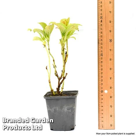 Hydrangea Macrophylla GLAM ROCK 'Horwack' 8 Hydrangea Macrophylla GLAM ROCK 'Horwack' - Image 6